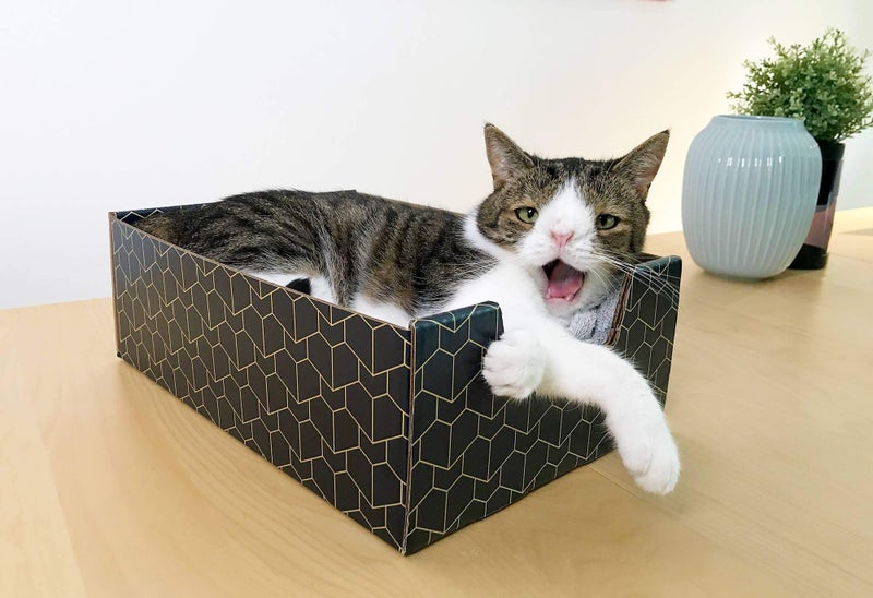 BrightSpot Solutions Purrfect Cat Box Modern Cat Box Lounger with Peek-a-Boo Cutout | Premium Corrugated Cardboard Cat Bed for Sleeping and Relaxation | Interactive Board Box for Indoor Kittens and Small Pets, Blue - Image 2